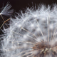 Illustration for article titled Dandelion Powder, so powerful, so miraculous, will displace your coffee (maybe?)